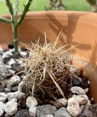 Thelocactus bicolor