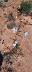 Moraea deserticola