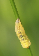 Syrphidae