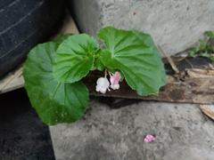 Begonia cucullata