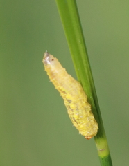 Syrphidae