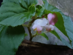 Begonia cucullata