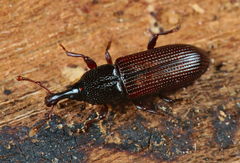 Cossonus linearis