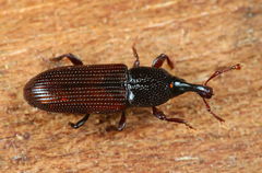 Cossonus linearis