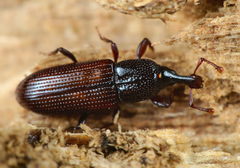 Cossonus linearis