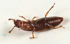 Rhizophagus perforatus