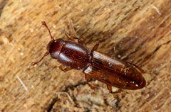 Rhizophagus perforatus