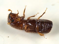 Xyleborus dryographus