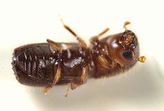 Xyleborus dryographus