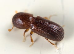 Xyleborus dryographus