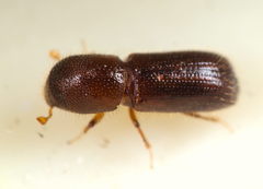 Xyleborus dryographus