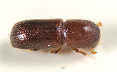 Xyleborus dryographus