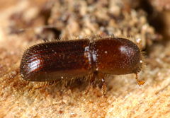 Xyleborus dryographus