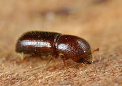 Xyleborus dryographus