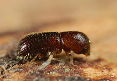 Xyleborus dryographus