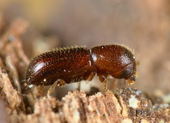 Xyleborus dryographus