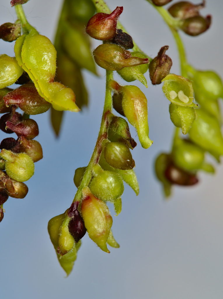 honeylocust podgall midge
