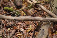 Marasmius alveolaris