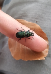 Platycerus caprea
