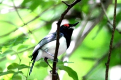 Platysteira peltata cryptoleuca