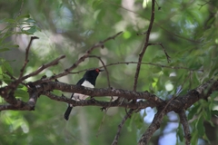 Platysteira peltata cryptoleuca