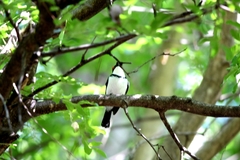 Platysteira peltata cryptoleuca