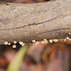 Marasmius alveolaris