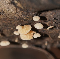 Marasmius alveolaris