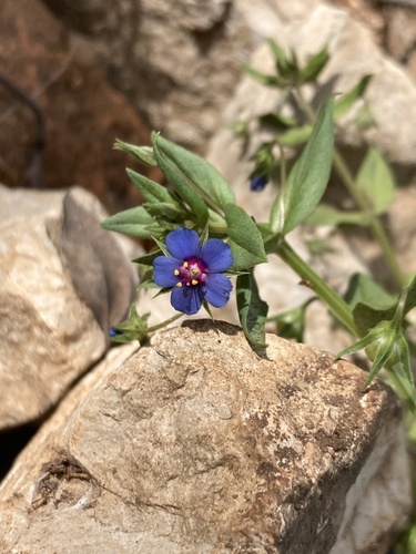 drchnička belasá (Lysimachia foemina)