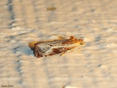 Olethreutes quadrifidum