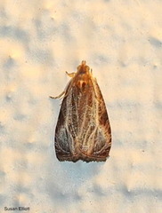 Olethreutes quadrifidum