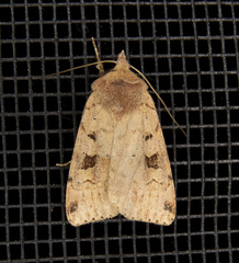 Diarsia esurialis