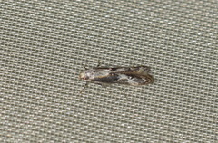 Blastodacna hellerella