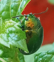 Chrysolina herbacea