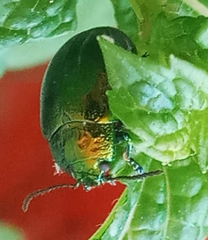 Chrysolina herbacea