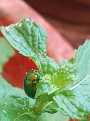 Chrysolina herbacea
