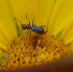 Cyrtosus cyanipennis