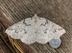 Sabulodes packardata