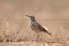 Certhilauda curvirostris brevirostris