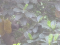 Corvus splendens splendens