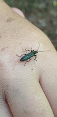 Oedemera virescens