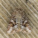 Trichordestra tacoma - Photo (c) Jim Johnson, algunos derechos reservados (CC BY-NC-ND), subido por Jim Johnson