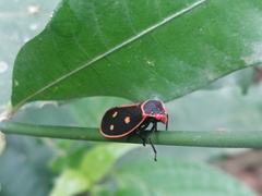 Iphirhina perfecta