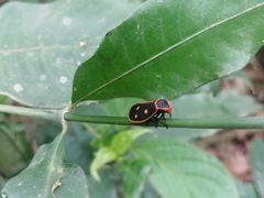 Iphirhina perfecta