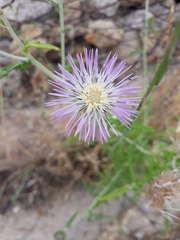 Galactites tomentosus