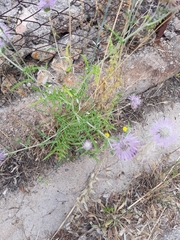 Galactites tomentosus