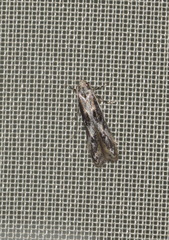 Blastodacna hellerella