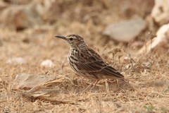 Certhilauda curvirostris brevirostris