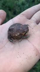 Breviceps mossambicus