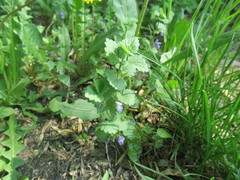 Glechoma hederacea